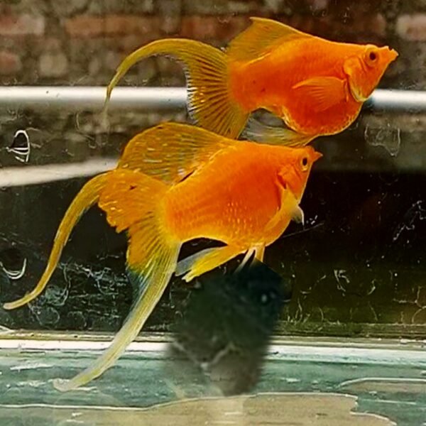 (Ha) SUNRISE MOON TAIL  Molly Fish (Poecilia sphenops)(big 2cm)